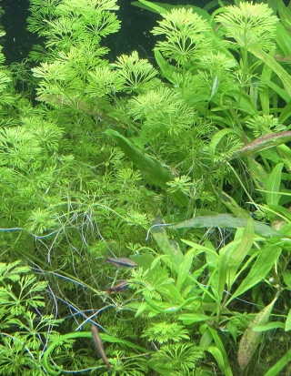 limnophila sessiliflora
